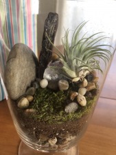 61. Air Plant Free-Standing Terrarium