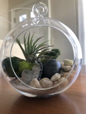 60. Air Plant Hanging Terrarium