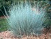 Little Bluestem Grass Sponsor