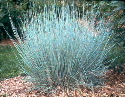 Little Bluestem Grass Sponsor
