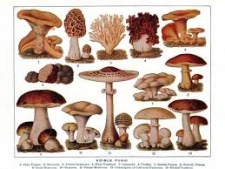 Mushroom ID for Beginners at Northwest Park