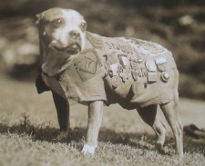 Animals in World War I program at Windsor Historical Society