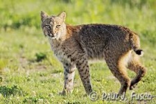 Northwest Park presents "The Bobcat" CT Secretive Wild Cat