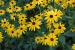 Brown Eyed Susan Sponsor