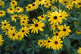 Brown Eyed Susan Sponsor