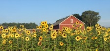 Windsor Garden Club Garden March Meeting Speaker - Brown's Harvest - Past, Present, Future