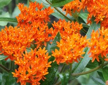 Butterfly Milkweed Sponsor