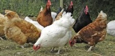 Backyard Homestead - Chickens 