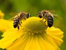 "The Future of Bees" at Northwest Park