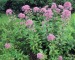 Joe Pye Weed Sponsor