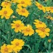 Lanceleaf Coreopsis Sponsor