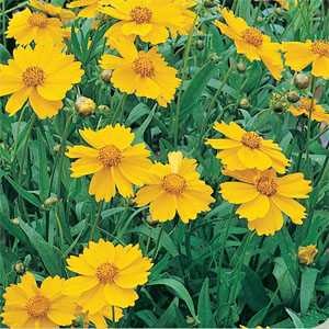 Lanceleaf Coreopsis Sponsor