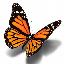 The Windsor Eco Monarch Festival