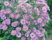 New England Aster Sponsor