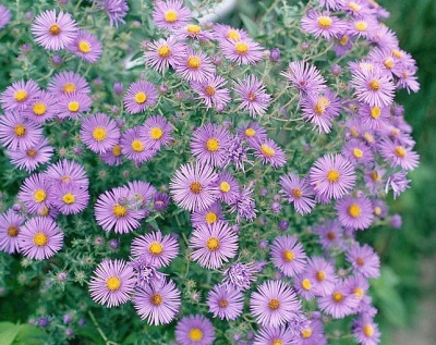 New England Aster Sponsor