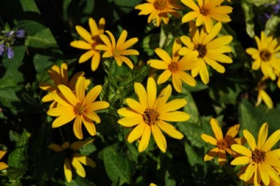 Oxeye Sunflower Sponsor