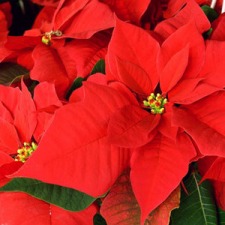 Windsor/Windsor Locks Rotary Annual Poinsettia Sale