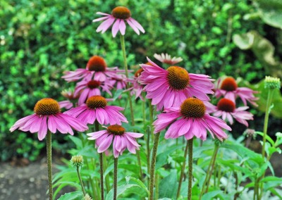 Purple Coneflower Sponsor