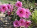 Rosemallow Sponsor