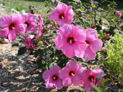 Rosemallow Sponsor