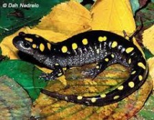 Citizen Science - Life in a Vernal Pool