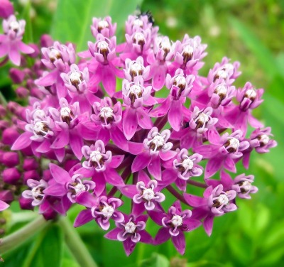 Swamp Milkweed Sponsor