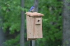 Build a Bluebird Birdhouse at Northwest Park