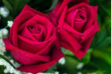 Fire Company Valentine's Day Roses Sale