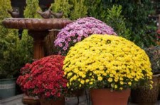 The Windsor Woman's Club Annual Mums Sale