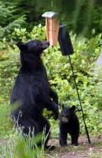 Northwest Park presents "Black Bears in Connecticut"
